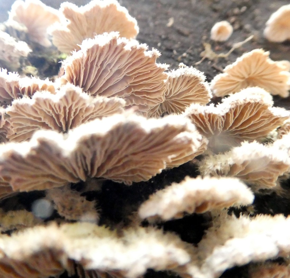 Photo by Jim Wills Schizopyllum commune by Jim Wills